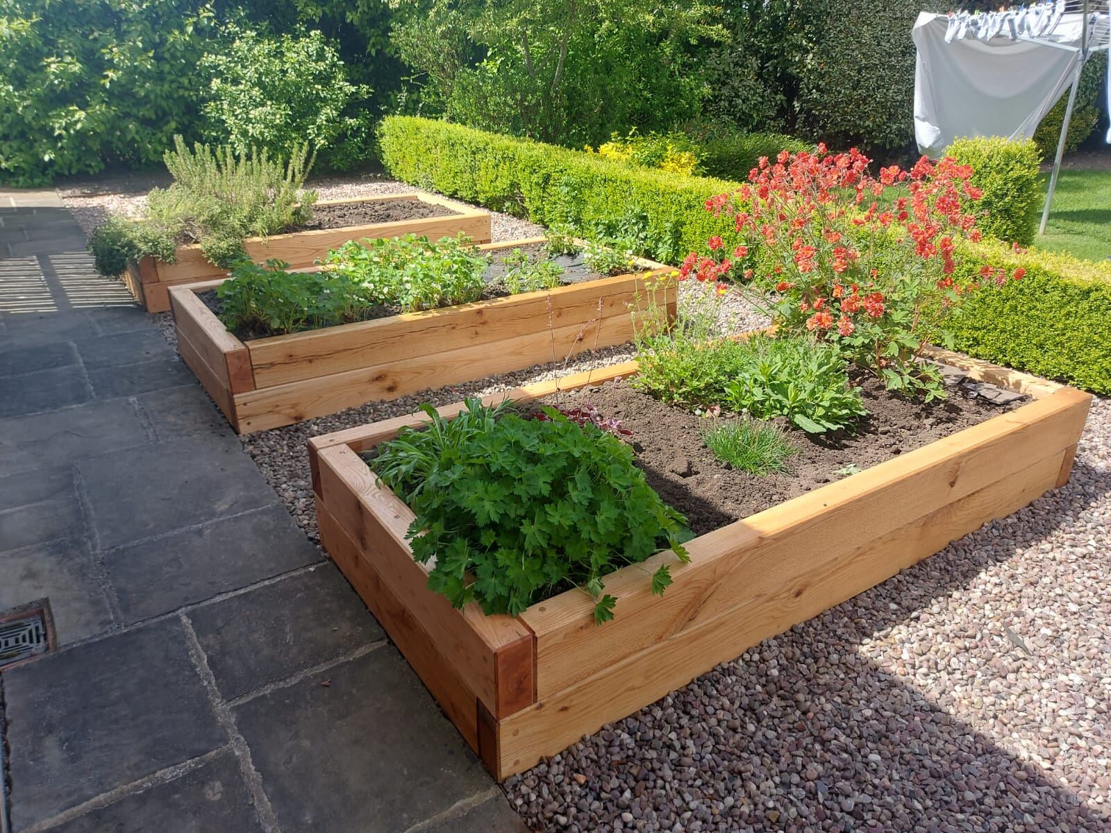 Oak raised beds set into a gravel garden with hedging