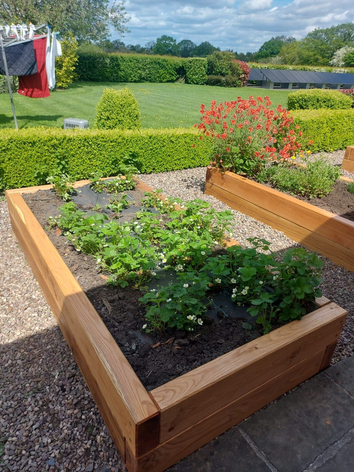 Planted timber raised bed in a Cheshire garden